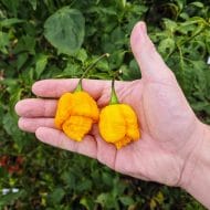Trinidad Scorpion Moruga Jaune