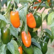 Rocoto Turbo Pube – Image 2