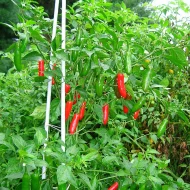 Serrano – Image 2
