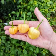 Peachadew