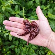 Primotalii Chocolat