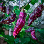 Pimenta Bela Purple – Image 2