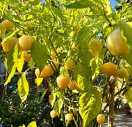 Peachadew – Image 3