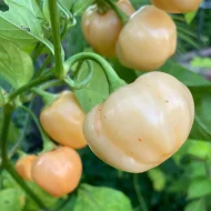 Peachadew – Image 2