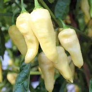 Fatalii White – Image 2