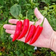 Serrano