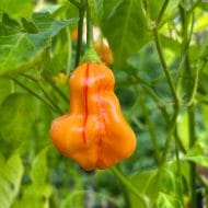 Tangerine Tiger – Image 2