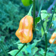 Aji Fantasy Stripey – Image 2