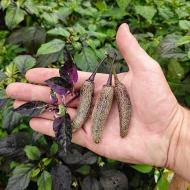 Dreamcatcher X Jalapeno Farmer's Market