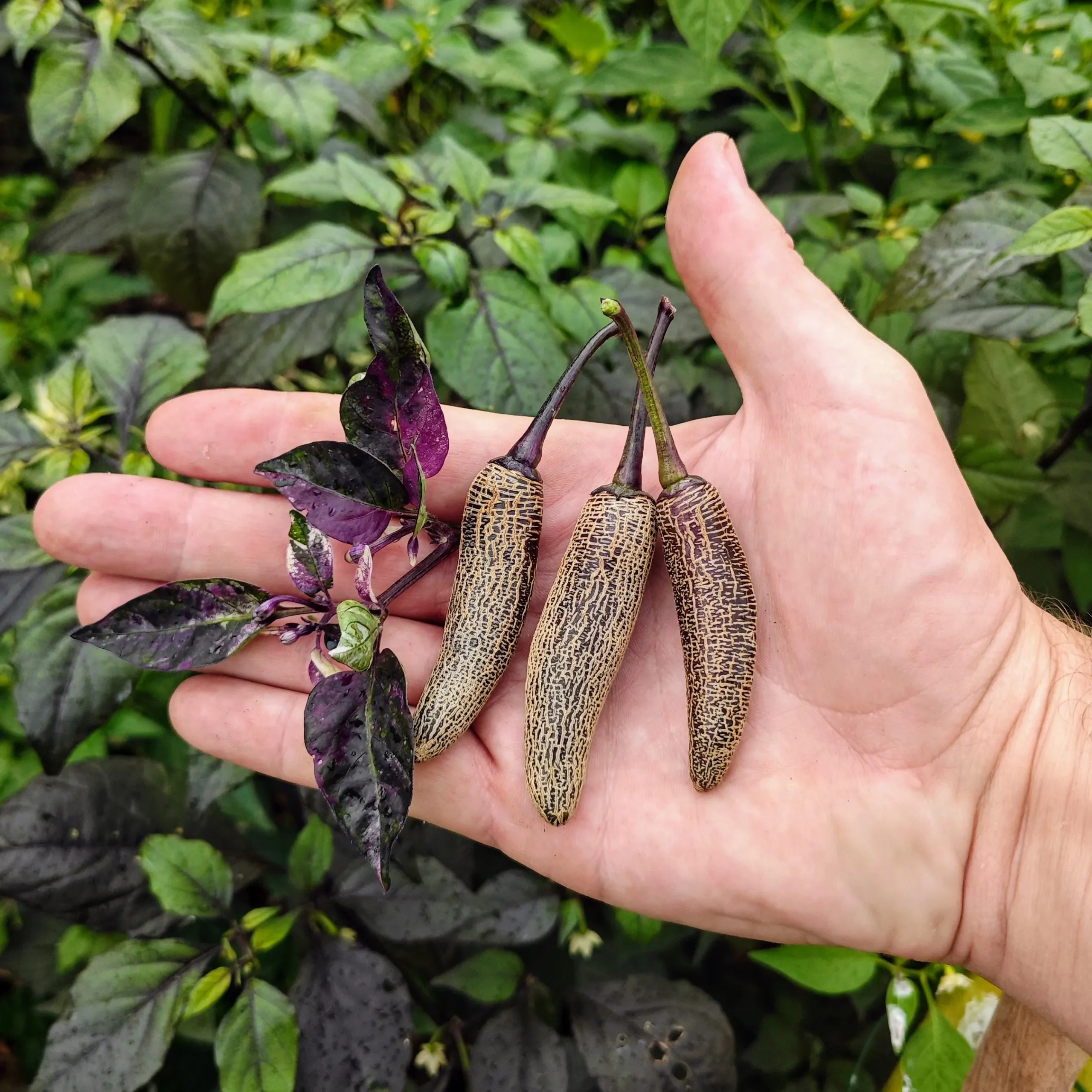il_fullxfull.6507892935_63uw Dreamcatcher X Jalapeno Farmer's Market – Image 1