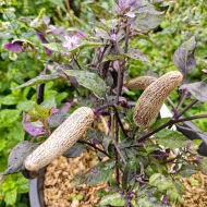 Dreamcatcher X Jalapeno Farmer's Market – Image 2