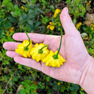 Brazilian Starfish Jaune