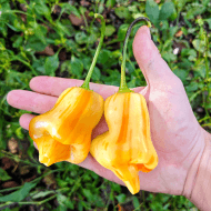 Aji Fantasy Stripey