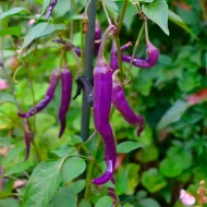 Buena Mulata – Image 2
