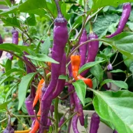 Buena Mulata – Image 3