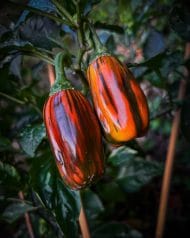Candy Cane Chocolate Cherry – Image 2