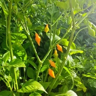 Cabacinha Laranja – Image 3