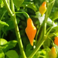 Cabacinha Laranja – Image 2