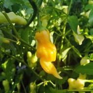 Aji Monika – Image 2