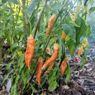 Aji Lilly Teolinda – Image 3