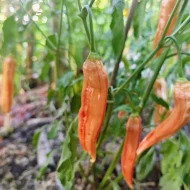 Aji Lilly Teolinda – Image 2