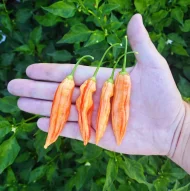 Aji Lilly Teolinda