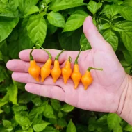 Cabacinha Laranja