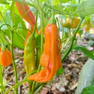 Aji Amarillo Stripey – Image 2