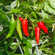 Fish Pepper Rouge – Image 2