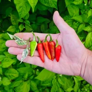Fish Pepper Rouge