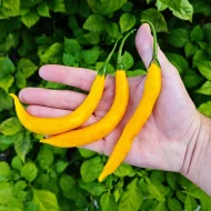 Aji Guyana