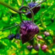 Purple UFO – Image 2