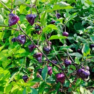 Purple UFO – Image 3