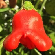 Aji Orchid – Image 2