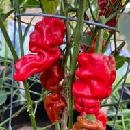Dragon’s Toe – Image 2