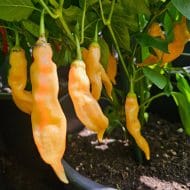 Sugar Rush Peach – Image 2