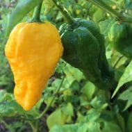Big Yellow Mama – Image 2