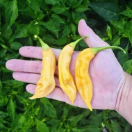 Sugar Rush Peach