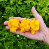 Big Yellow Mama