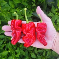 Dragon’s Toe