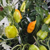 Fish Pepper Orange – Image 2