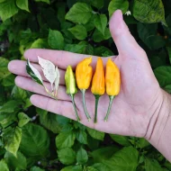 Fish Pepper Orange