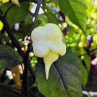 Jay's x Pink x Reaper Lemon – Image 2