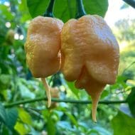 Carolina Reaper Peach – Image 2