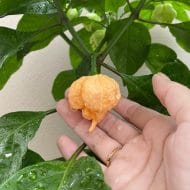 Carolina Reaper Peach