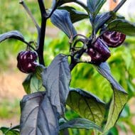Pimenta Lisa – Image 3