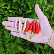 Aji Omnicolor