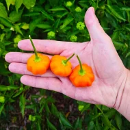 Aji Calabaza
