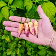 Pimenta Bela Purple