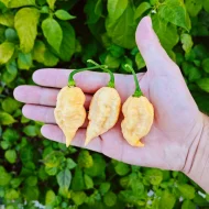 Bhut Jolokia Peach